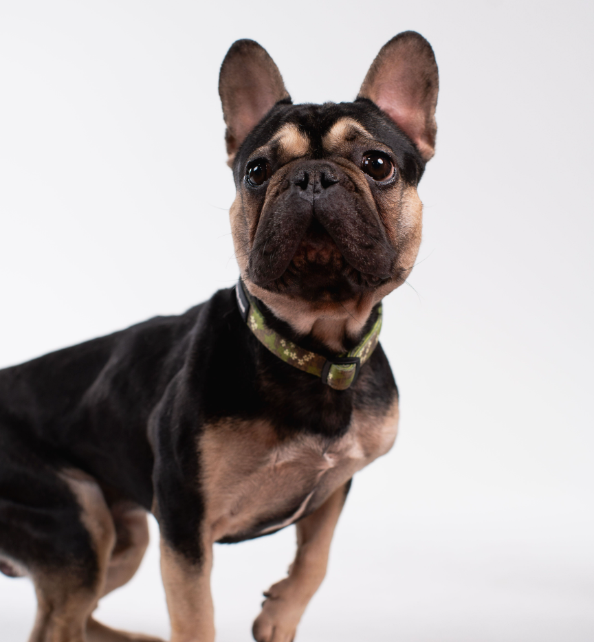 COLLAR - MOLOKAʻI PUA KUKUI NUT