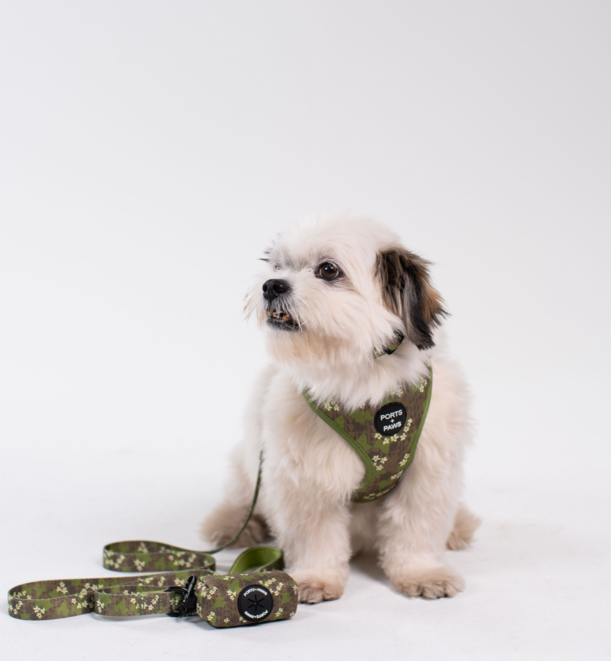 WALKIES BUNDLE - MOLOKAʻI PUA KUKUI NUT