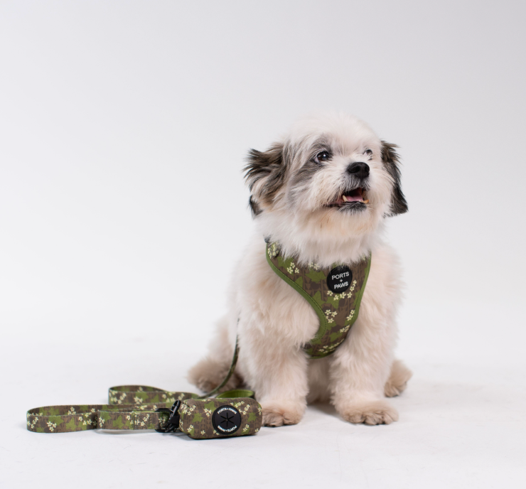 WALKIES BUNDLE - MOLOKAʻI PUA KUKUI NUT