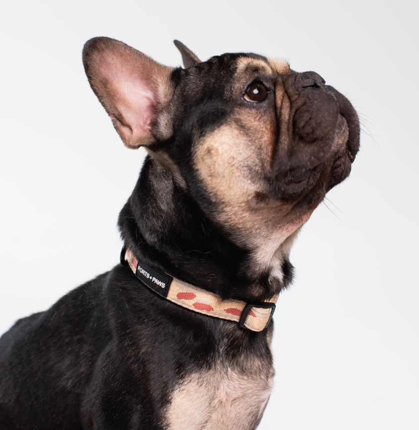 COLLAR - NIʻIHAU PŪPŪ SHELL