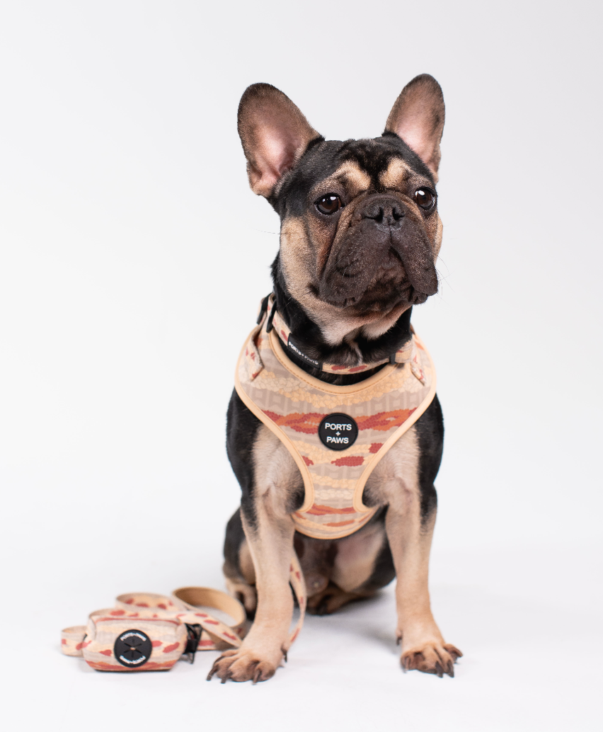 LEASH - NIʻIHAU PŪPŪ SHELL