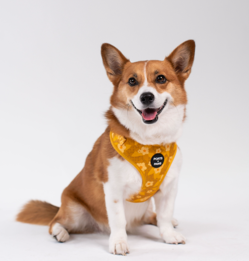 ADJUSTABLE HARNESS - OʻAHU ʻILIMA