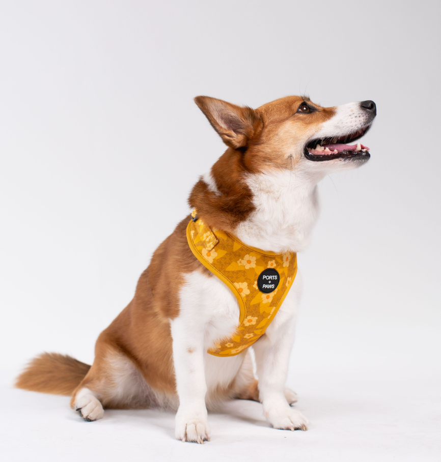 ADJUSTABLE HARNESS - OʻAHU ʻILIMA