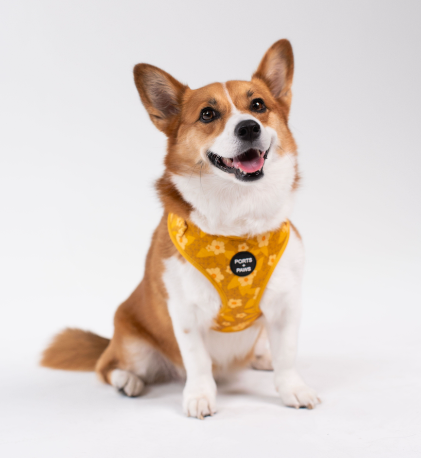 ADJUSTABLE HARNESS - OʻAHU ʻILIMA