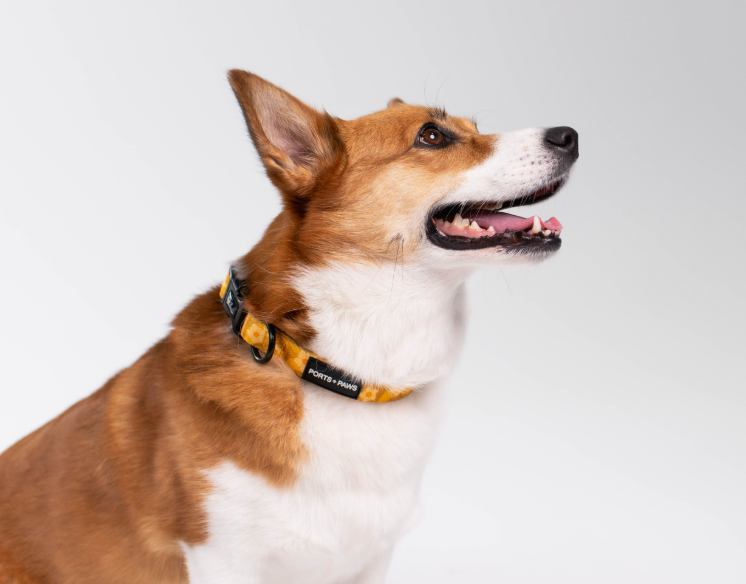 COLLAR - OʻAHU ʻILIMA