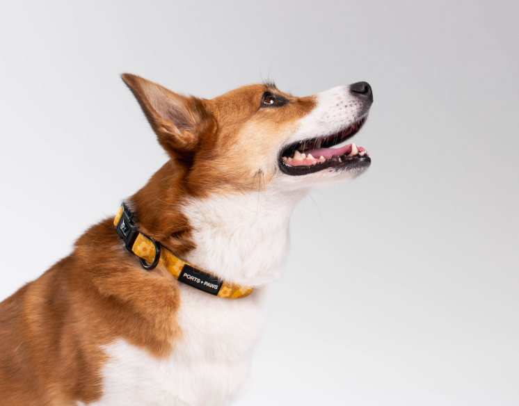 COLLAR - OʻAHU ʻILIMA