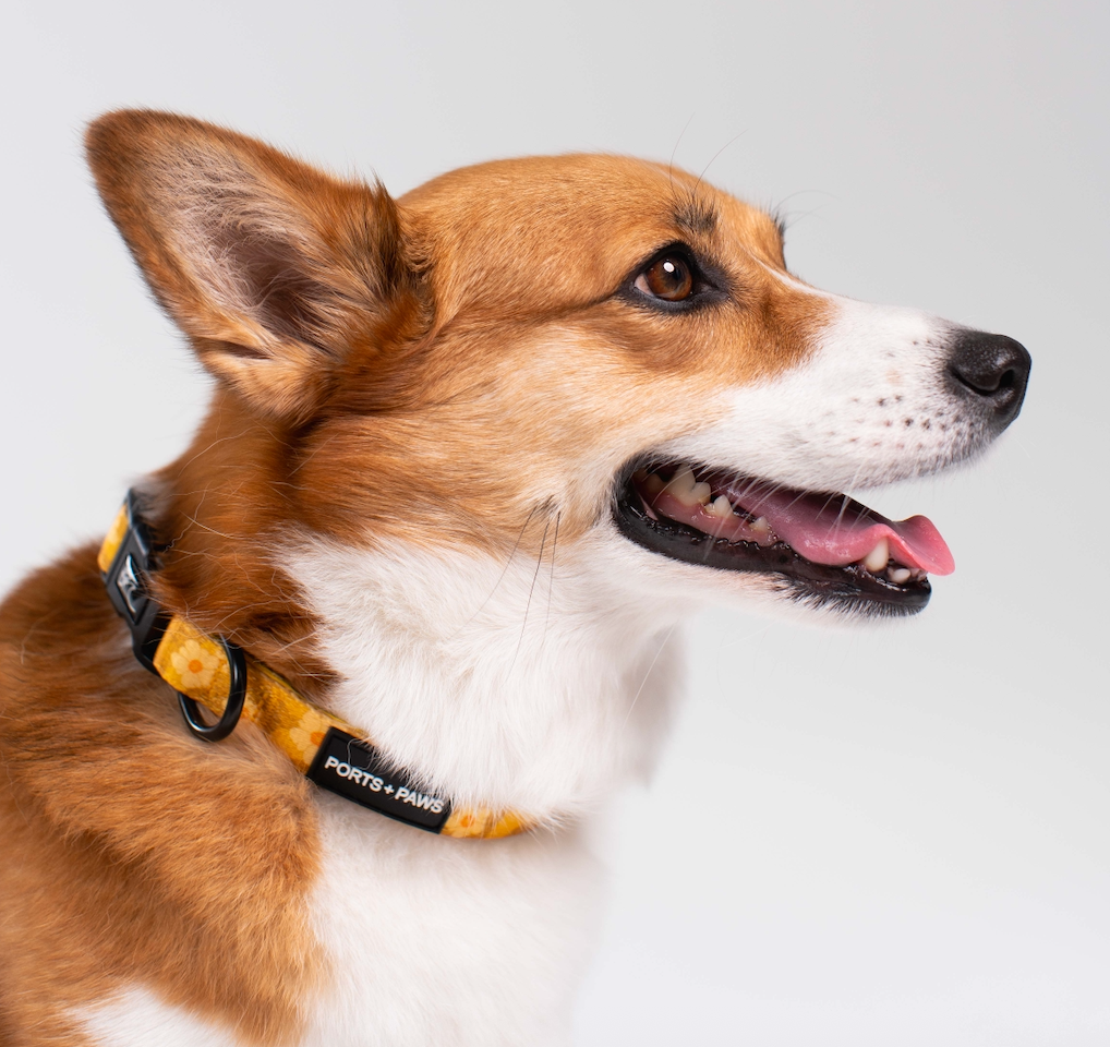 COLLAR - OʻAHU ʻILIMA