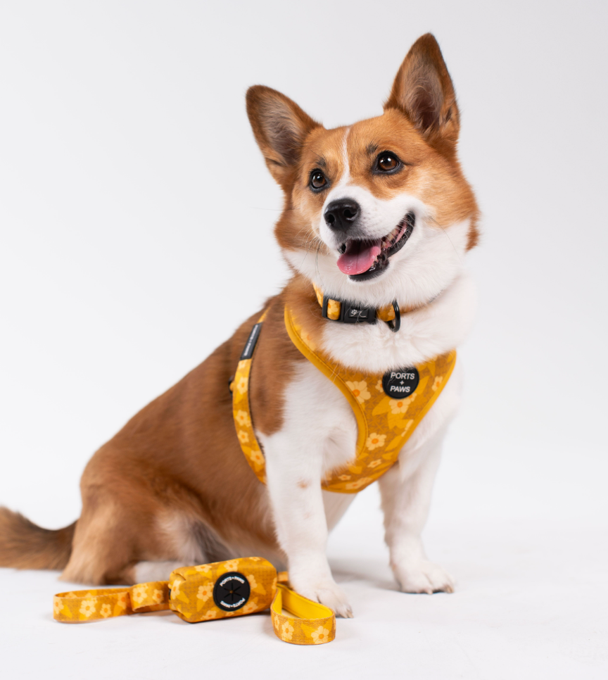 WALKIES BUNDLE - OʻAHU ʻILIMA