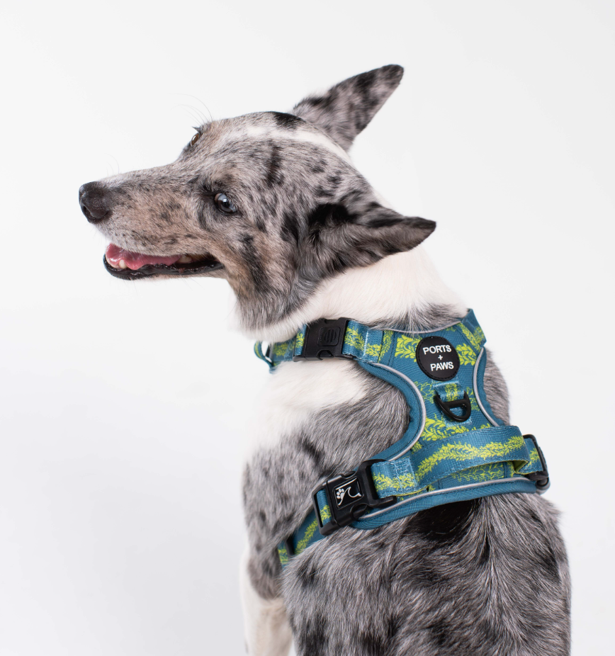 RUGGED HARNESS - PAKALANA