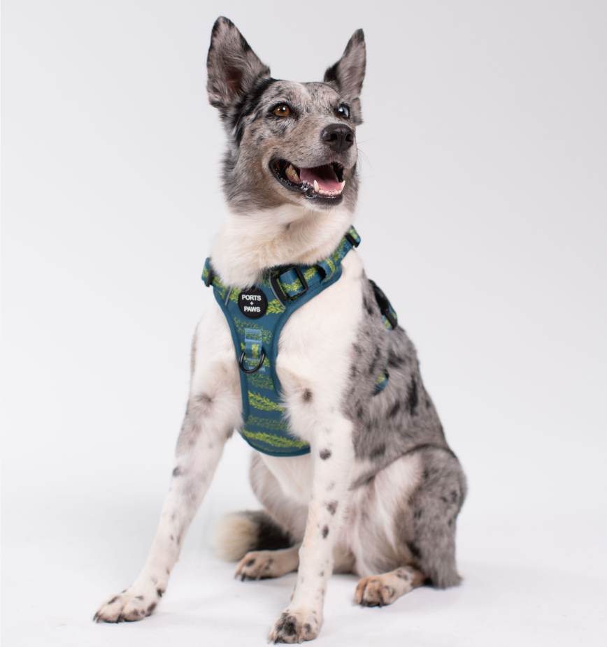 RUGGED HARNESS - PAKALANA