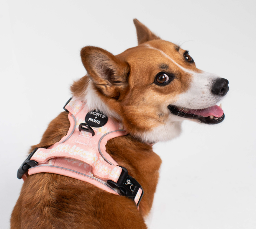 RUGGED HARNESS - PLUMERIA