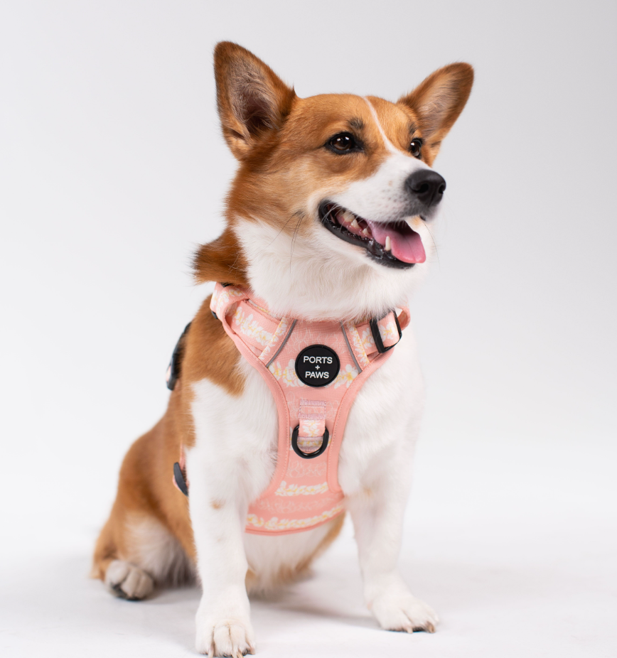 RUGGED HARNESS - PLUMERIA