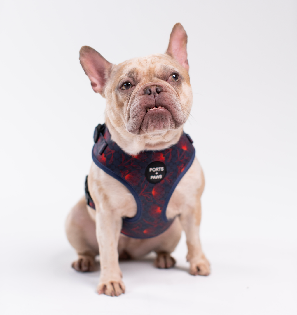 ADJUSTABLE HARNESS - HAWAIʻI ISLAND ʻŌHIʻA LEHUA