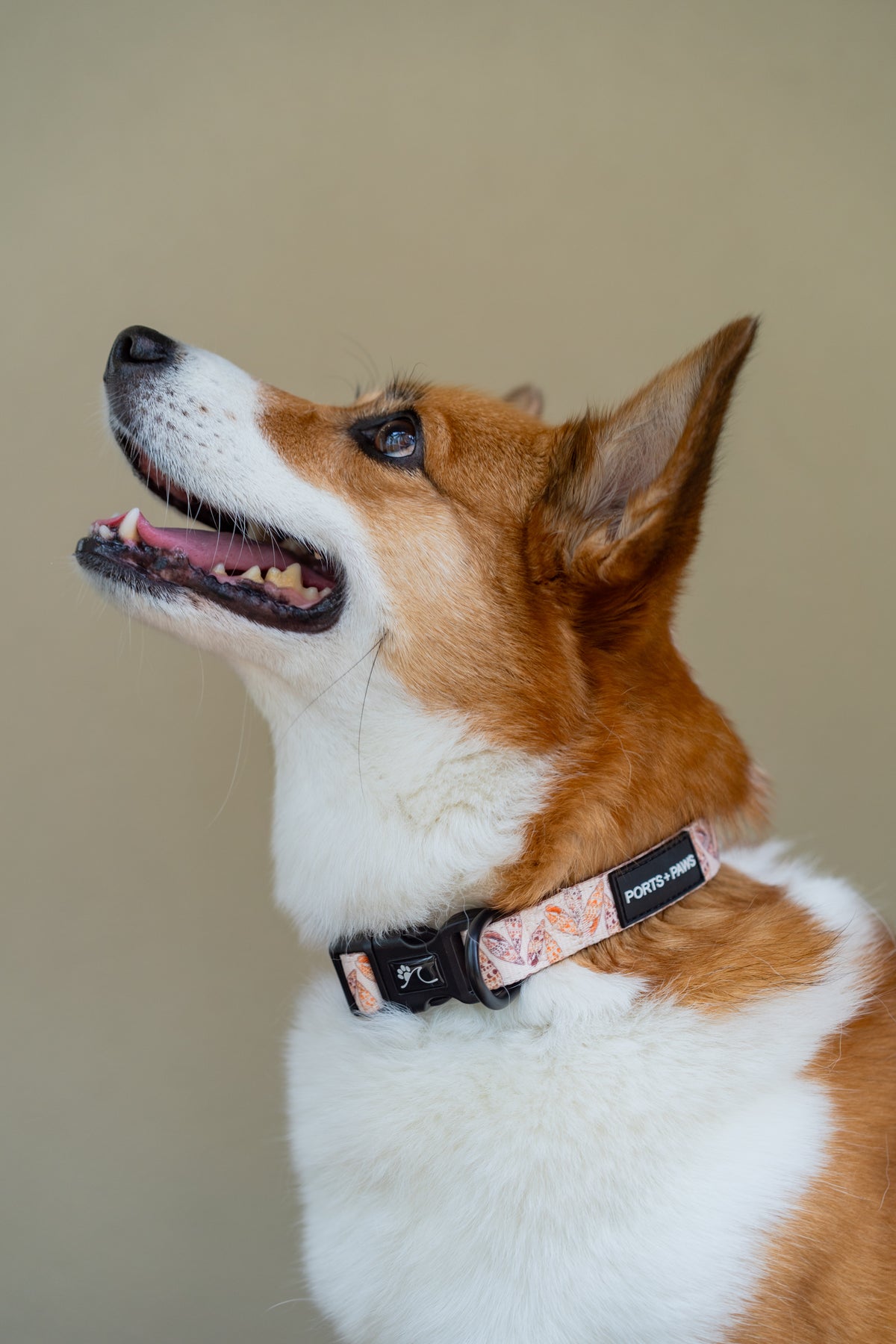 COLLAR - MITER SHELL