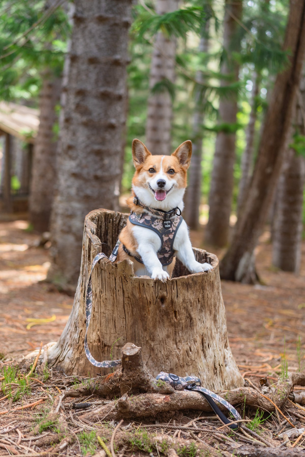 ADJUSTABLE HARNESS - PARADISE CAMO