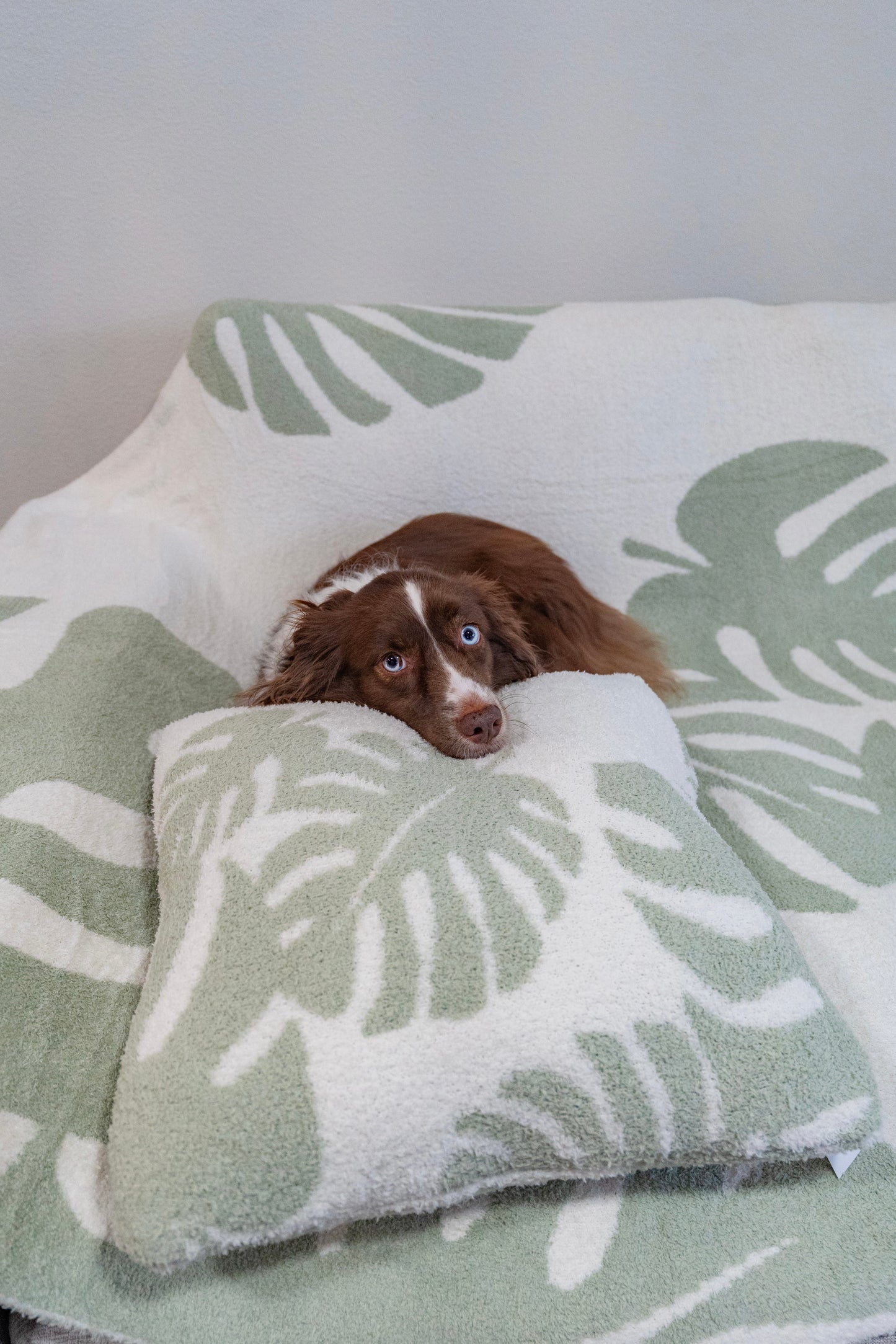 COZY BLANKET - MONSTERA