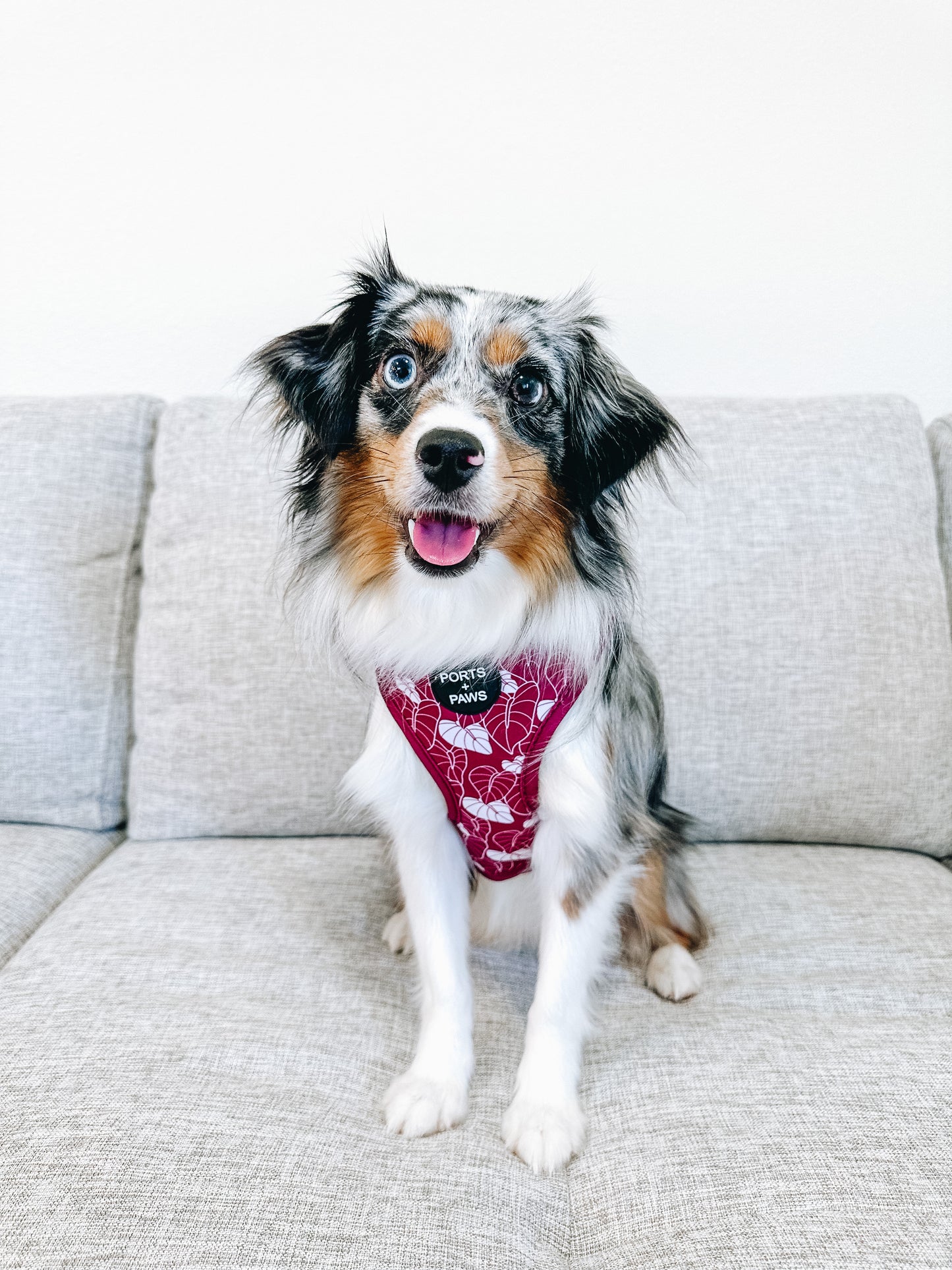 ADJUSTABLE HARNESS - ANTHURIUM MAROON