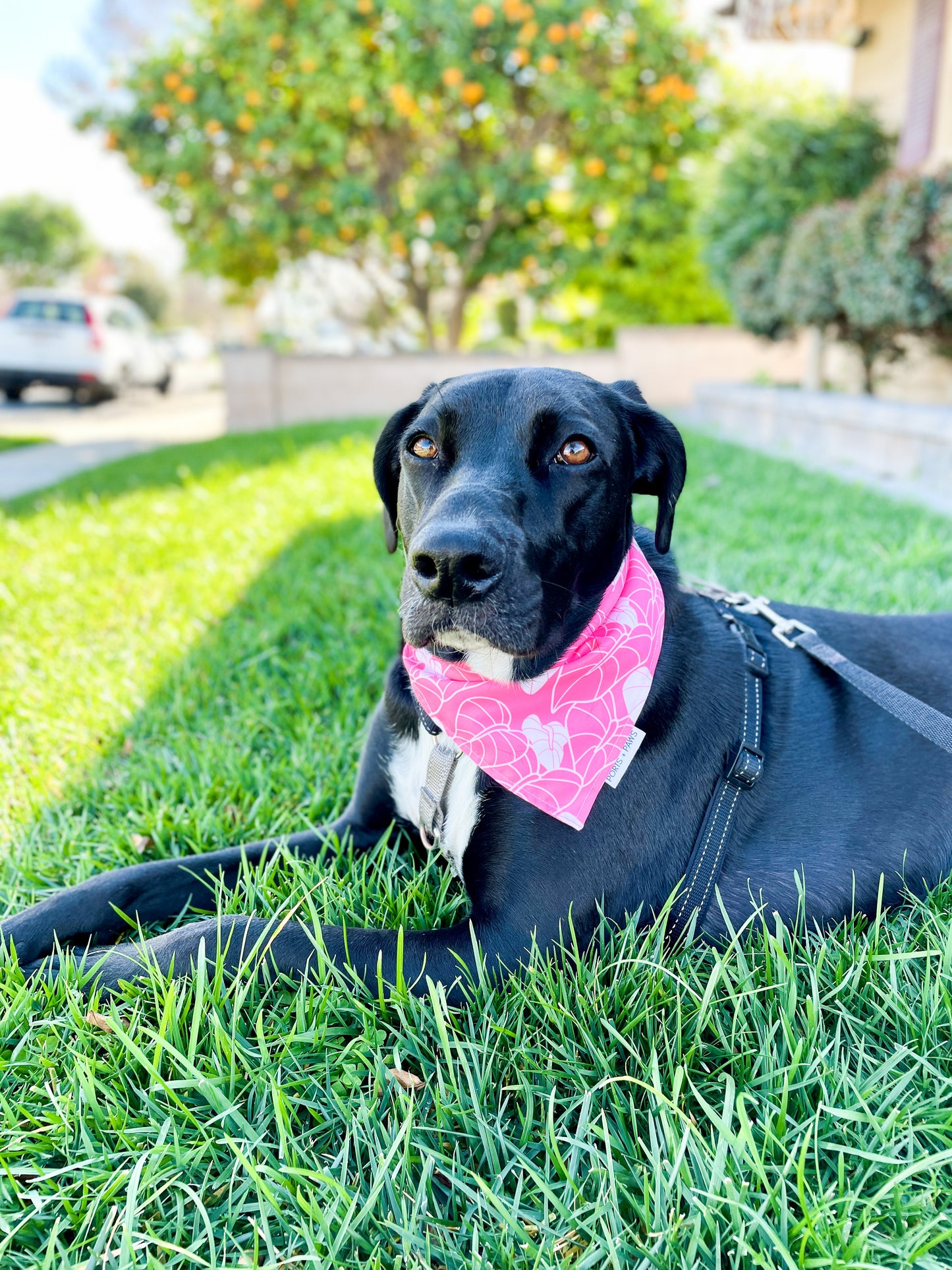 QUICK DRY BANDANA - ANTHURIUM PINK