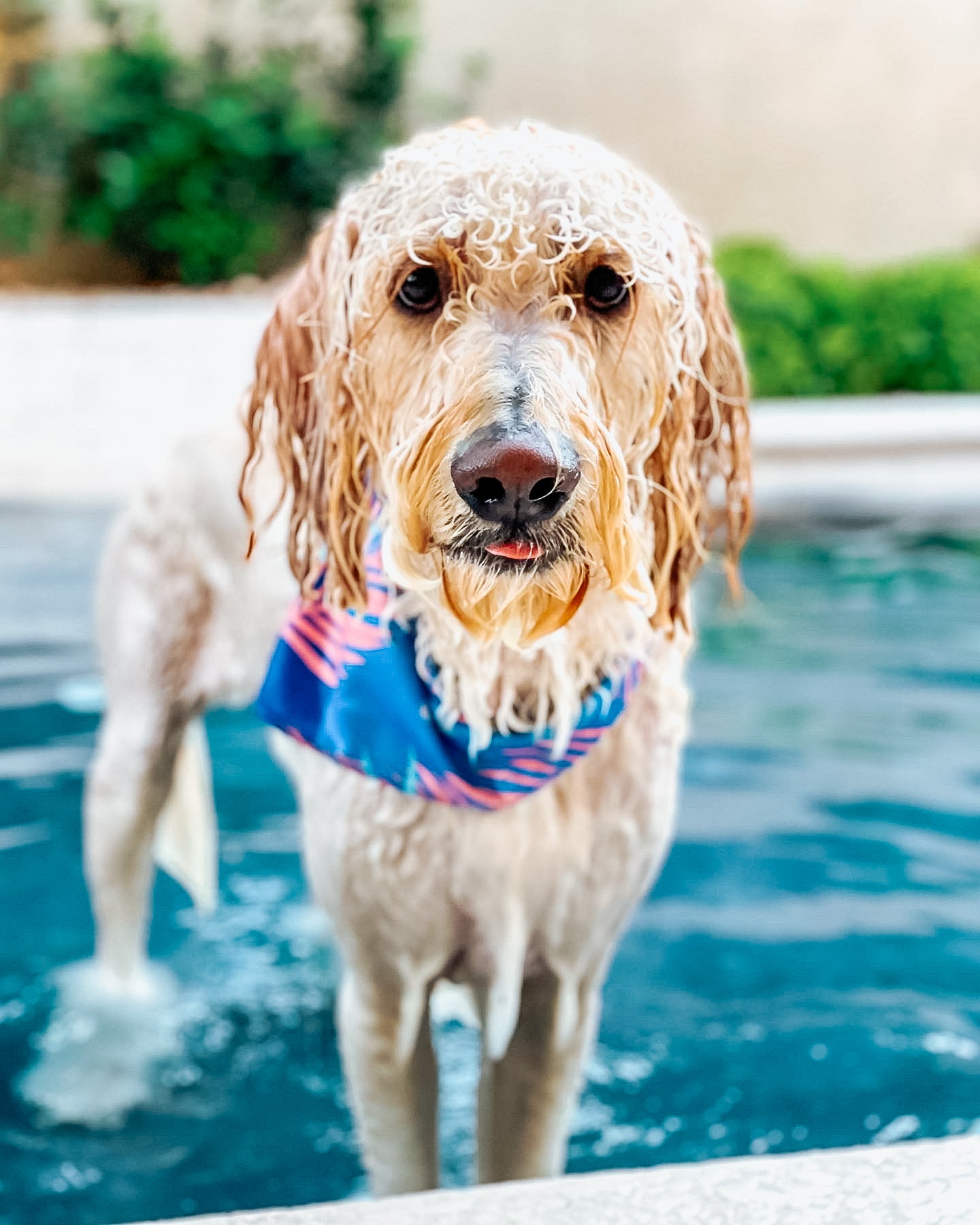 QUICK DRY BANDANA - PORTER