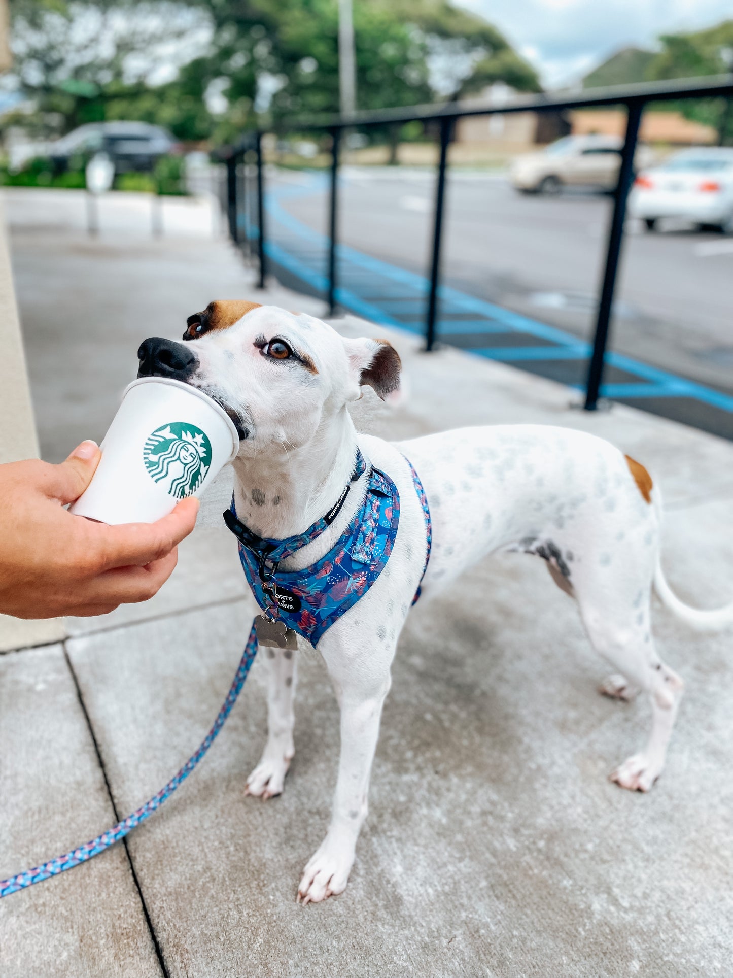 LEASH - PORTER