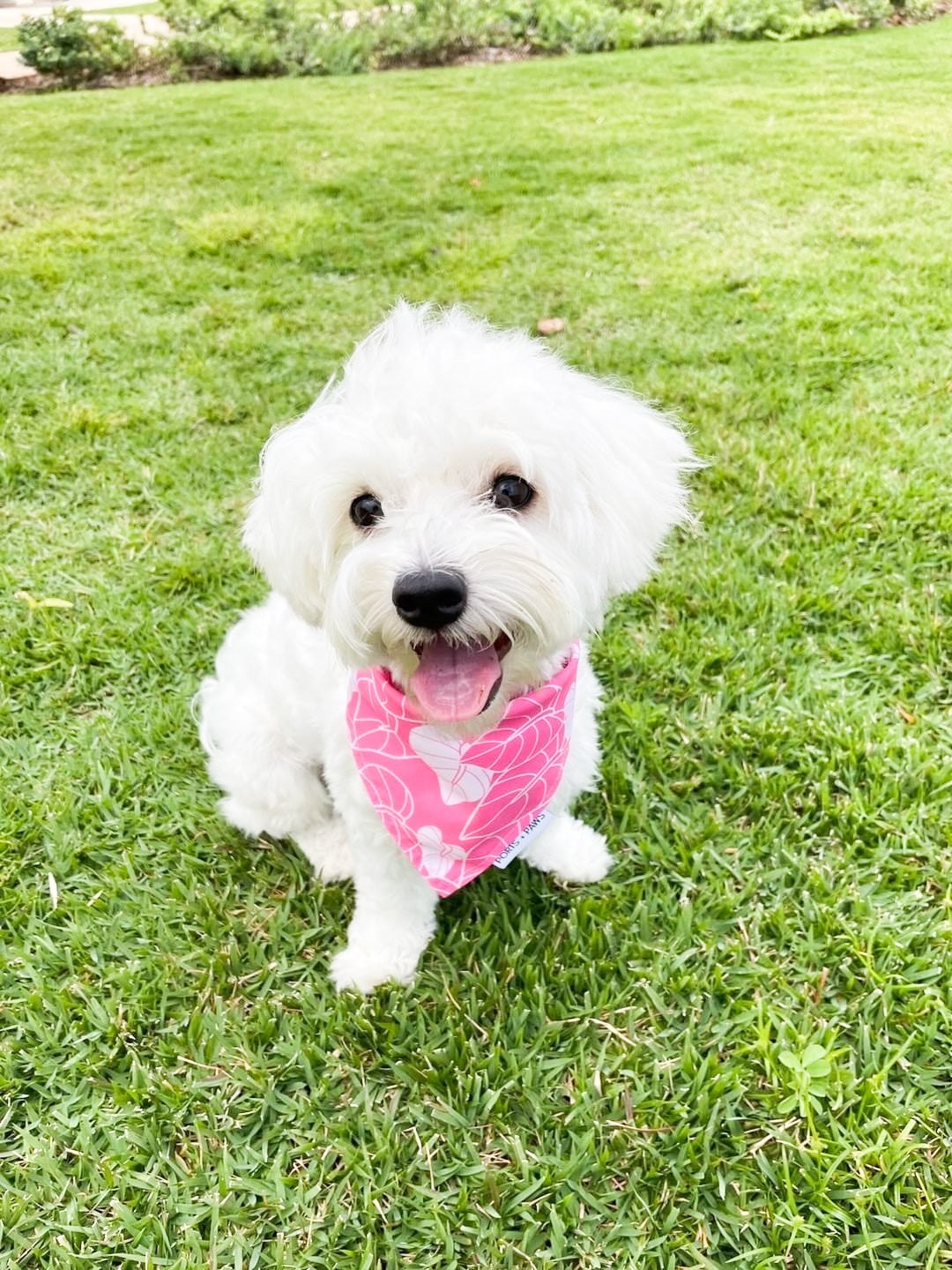 QUICK DRY BANDANA - ANTHURIUM PINK