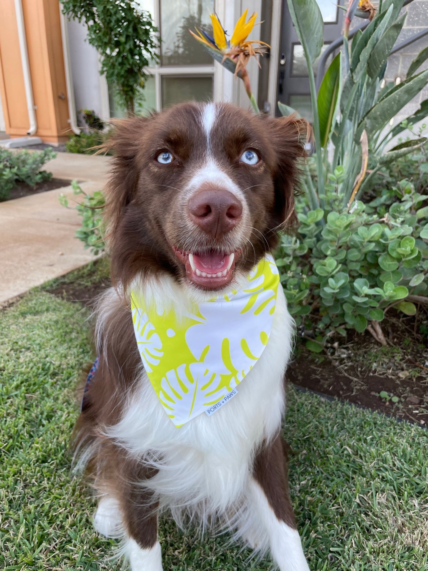 QUICK DRY BANDANA - MONSTERA LEMON