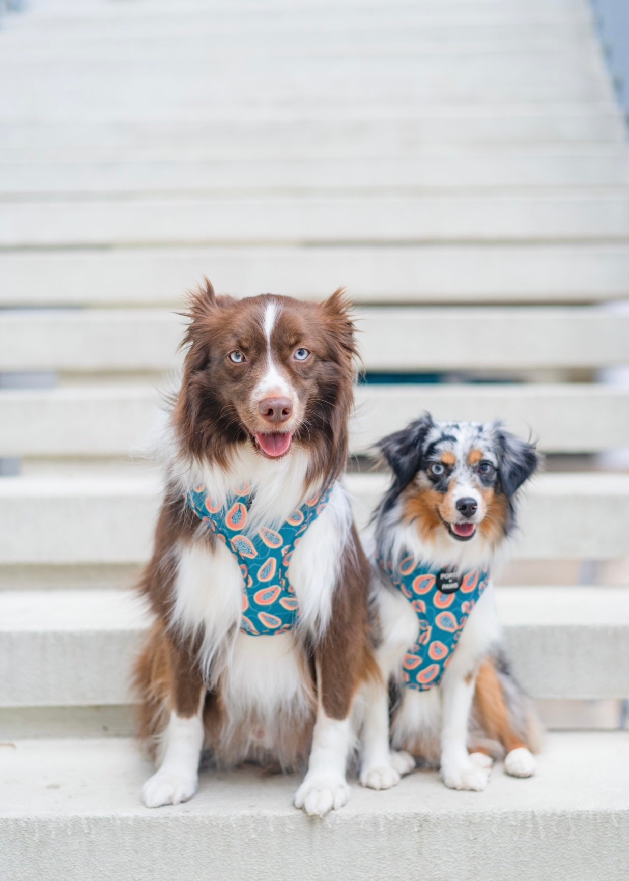 ADJUSTABLE HARNESS - PAPAYA