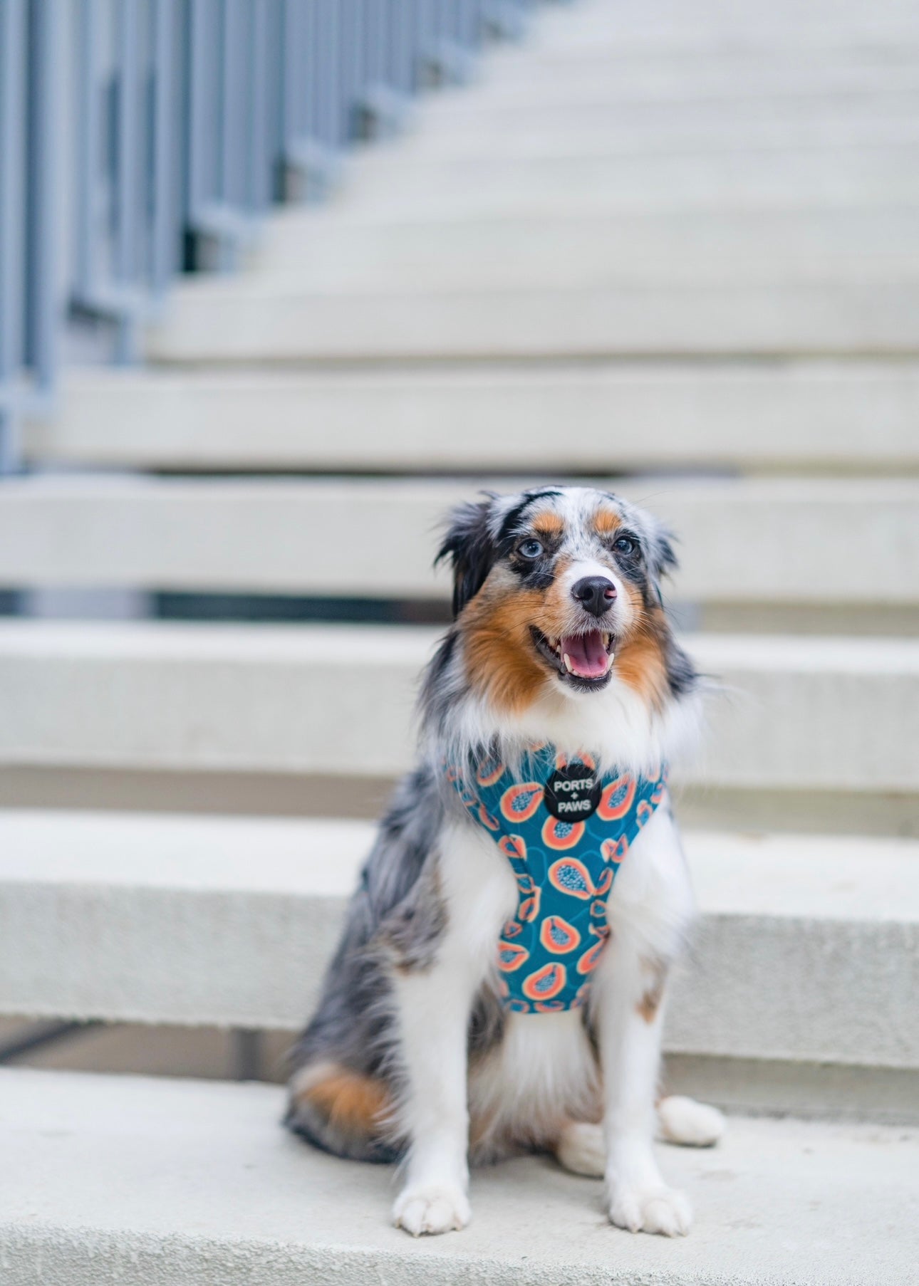 ADJUSTABLE HARNESS - PAPAYA