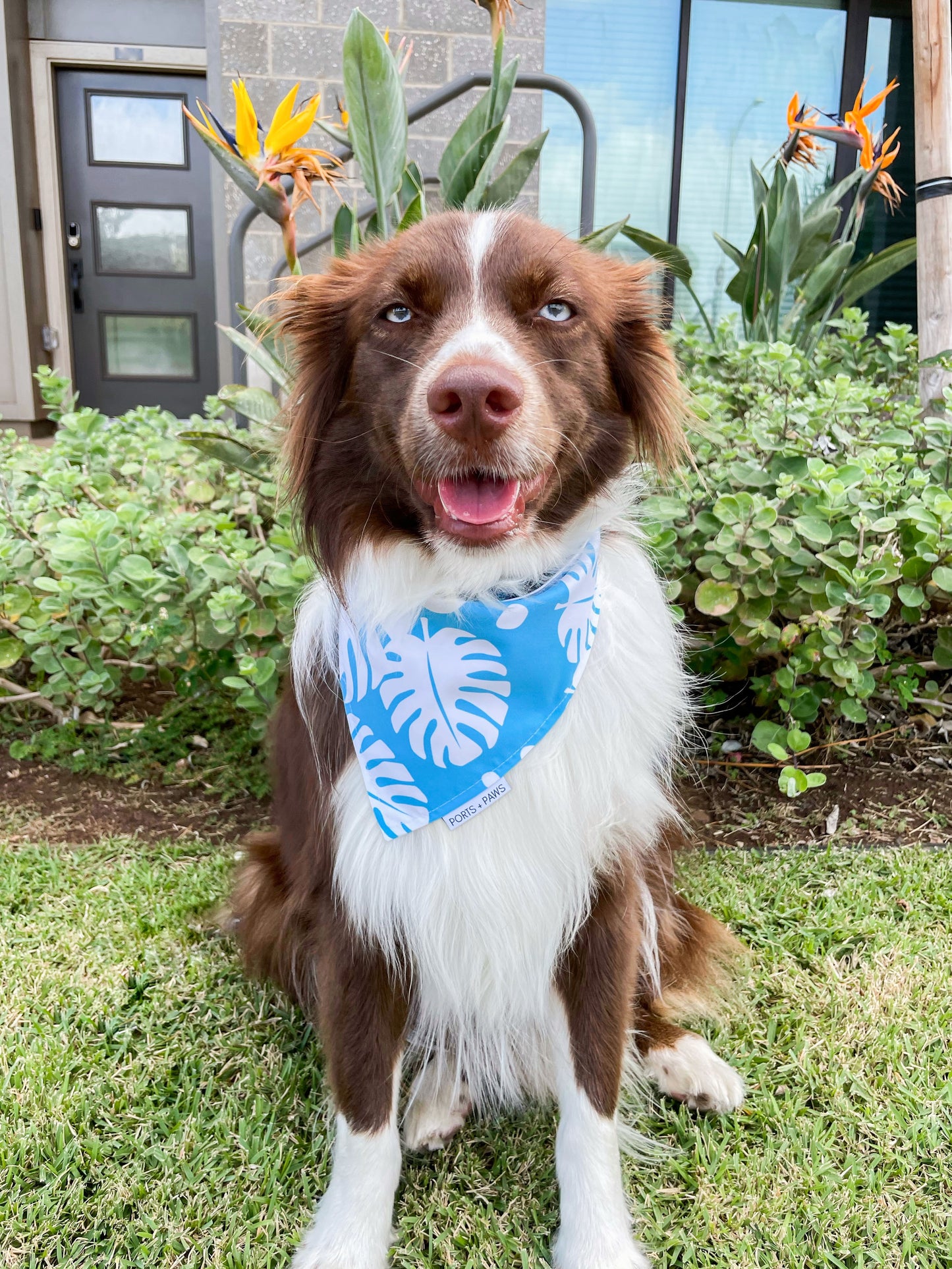 QUICK DRY BANDANA - MONSTERA SKY