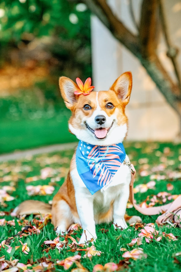 QUICK DRY BANDANA - PORTER