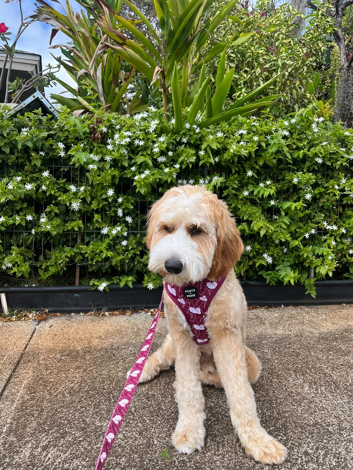 ADJUSTABLE HARNESS - ANTHURIUM MAROON