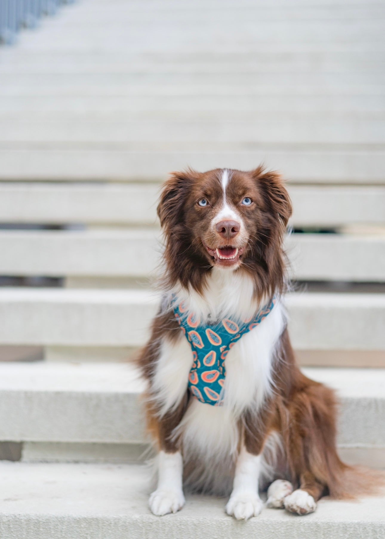 ADJUSTABLE HARNESS - PAPAYA