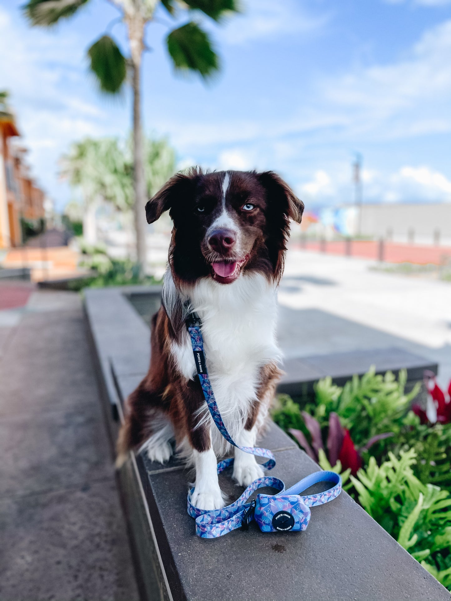 LEASH - PORTER