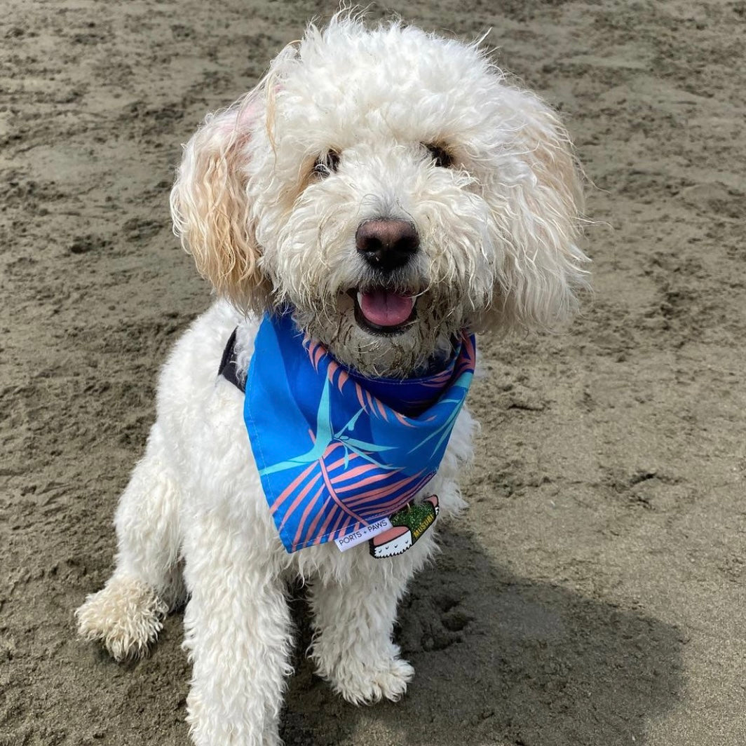 QUICK DRY BANDANA - PORTER