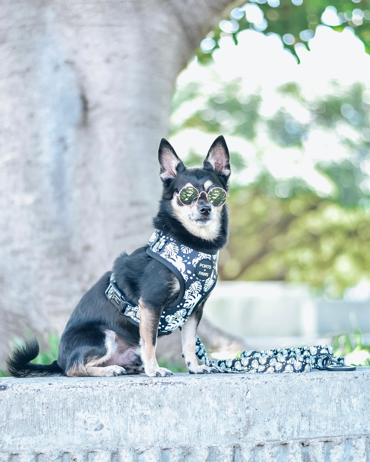 ADJUSTABLE HARNESS - MONSTERA BLACK/WHITE