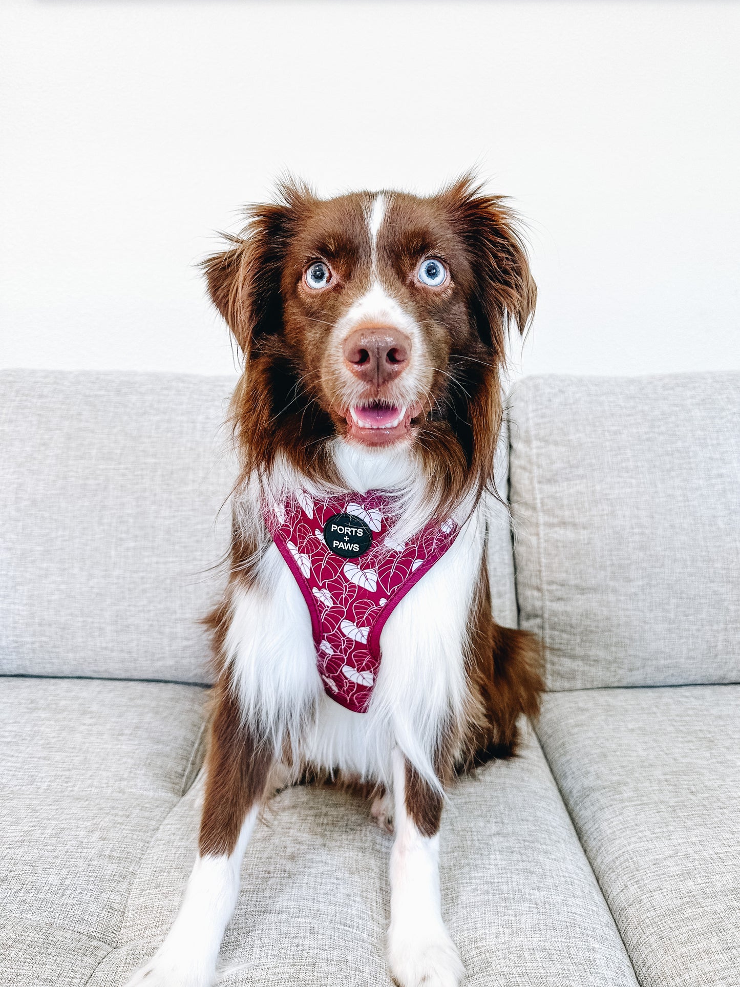 ADJUSTABLE HARNESS - ANTHURIUM MAROON